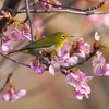 河津桜とメジロ