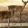 奈良公園での鹿の撮影あるある。「なんでこっち見るん！」