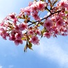 【嘘だろ？】桜はどこいった。。。