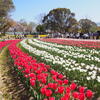 【2022年4月上旬】万博記念公園（チューリップ・ポピー・桜の写真）