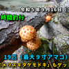 令和５年のスナイパー釣行（その49）