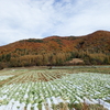 山の紅葉のある日