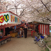 土佐稲荷神社の桜