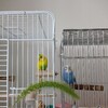 インコの性格もそれぞれ