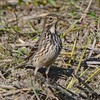 「ピピッと」鳴くタヒバリ