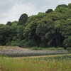 奈良の記憶。