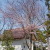 西野神社の桜開花状況