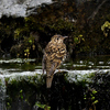 野鳥撮影「トラツグミ」