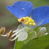 ツユクサの花