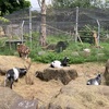 Hanwell Zoo