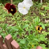 梅雨晴れ間花三色に背を伸ばす（あ）