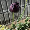 今日のブログ花（４５）～黒いチューリップ～