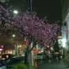 桜の便り（その３）