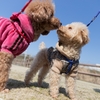 犬の食事と皮膚病は・・