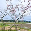 風寒いけどお花がいっぱい