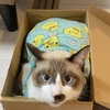 猫と狭い箱