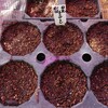 日光唐辛子の種蒔きしました🎵