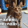 保護猫の涼が家族に。新たな仲間との出会い。