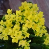 カランコエ　’イエロージョセフィン’