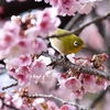 「桜_001」photo♪