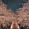 夜桜