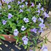久しぶりの雨、そして鉢植えの花達♪