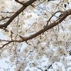 亀城公園の桜祭りで見逃せない屋台とイベント