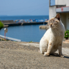 玄海諸島のねこさん