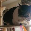 運動不足を解消したいなら、猫と全力で遊ぶべきかもしれない