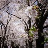 山梨桜観光