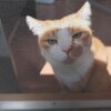 キャットタワーって日本語だと「猫塔」なのかな？