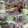 崖の上のヤマドリ