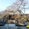 枝垂れ桜、春に向かう