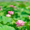 花びらの多い無量寺のハス