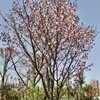 「佐久の季節便り」、夏日の青空、「賢治ガーデン」に「大山桜・紅山桜」や「賢治ゆかりのやまなし」が出番に…。