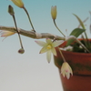 Dendrobium stuartii  tripetal（六弁花）