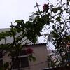 大阪で返り咲きするのはおかしい。