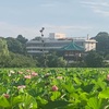 不忍池の蓮の花が見事！