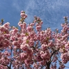 空と花と　　カメラ練習