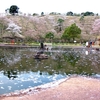 吉四六ランドの桜&#10048;