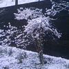 「びっくり！満開の桜に雪が」