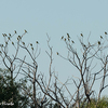 パンタナル (67) Guyra Paraguay 8 インコの群