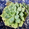 🌵多肉植物  秋の植え替え作業㉒🌵
