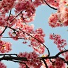 Gitで特定のファイルを関係する全てのコミットから削除したいが...