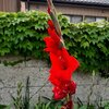 グラジオラスが咲いたよぉ～(^O^)／