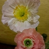  春の花