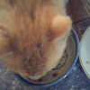 ノラ猫のダイちゃんは右利きでした
