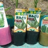 タネなしピーマン、ビックピーマンなどの植付