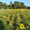 公園は、すっかり夏模様