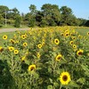 公園は、すっかり夏模様